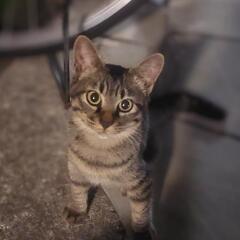 里親募集　野良猫　保護猫　子猫　生後 4カ月