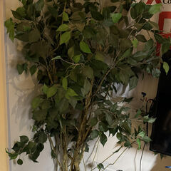観葉植物　ニトリ　フェイクグリーン 約160～170cm　