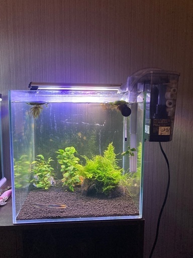 アピスト　飼育セット