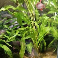 《決まりました。》水草  『インバモ』の画像