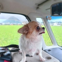 《保留》チワワ🐶5歳女の子 - 春日井市