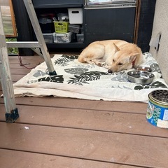 里親募集