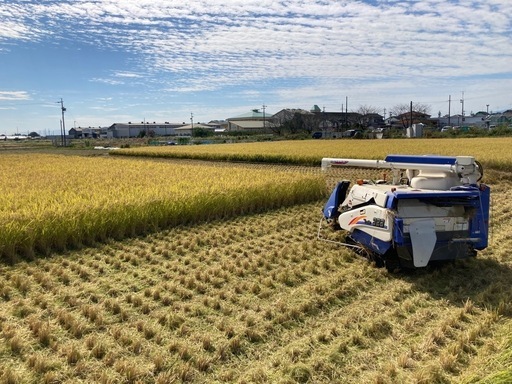 【2025年産】お米30kg ”ハツシモ”