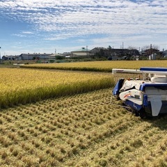 【2025年産】お米 ”ハツシモ”の画像