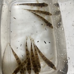 カマツカ　小