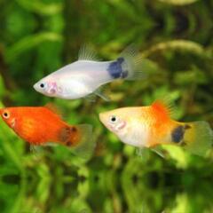 ダルメシアンモーリーの画像