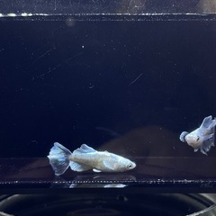 購入者決定　レーヴヒカリメダカの画像
