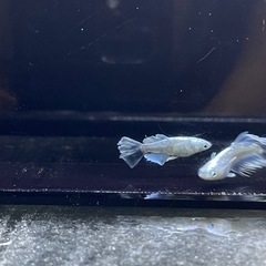 購入者決定　レーヴヒカリメダカの画像