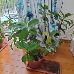 ガジュマル7の画像