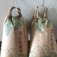 お米　新米コシヒカリ20キロ