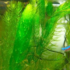 【オマケ付き】無農薬水草・マツモ・大量