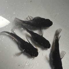 ❗️めだか❗️真黒オロチダルマ❗️1匹1000❗️の画像