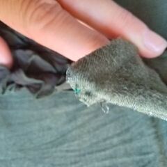 Aqua Lip 深緑のドレッシーなシャツ 長袖 Mサイズくらい の画像