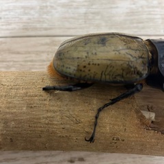 ヘラクレスオオカブトペアの画像