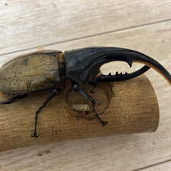 ヘラクレスオオカブトペアの画像