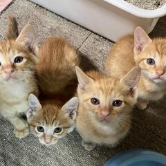里親様決まりました　茶トラ　4兄妹