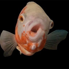 アルビノレッドオスカー　難あり　25cmくらいの画像