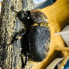【末吉様】ヘラクレスオオカブト成虫(メス) の画像