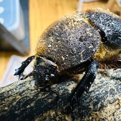 【末吉様】ヘラクレスオオカブト成虫(メス) の画像