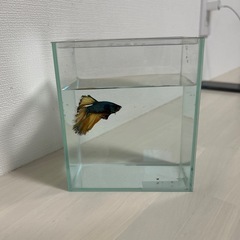 ベタハーフムーンと水槽セットあげます
