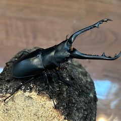 ギラファノコギリクワガタペア④ 90mm