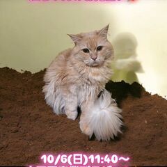 10/6(日)譲渡会。2歳サイベリアン♂(⋈◍＞◡＜◍)。✧♡