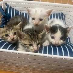 可愛すぎる4兄妹😸4匹とも里親様が決まりました😊ありがとうござい...
