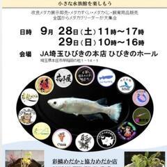 🏮👘✨彩鱗めだか祭🏮👘✨9月28日と9月29日の2日連続👀