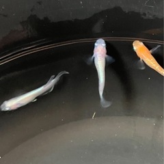 🌸レッドクリフ紅白　オス3匹セット🌸の画像