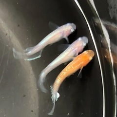 🌸レッドクリフ紅白　オス3匹セット🌸