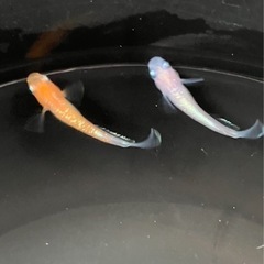 🌸レッドクリフ紅白　オス3匹セット🌸の画像