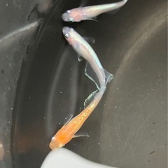 🌸レッドクリフ紅白　オス3匹セット🌸の画像