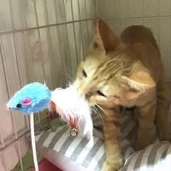 2ヶ月の可愛い茶トラ甘えん坊です - 猫
