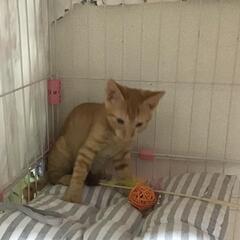 2ヶ月の可愛い茶トラ甘えん坊です − 神奈川県