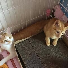 2ヶ月の可愛い茶トラ甘えん坊です - 鎌倉市