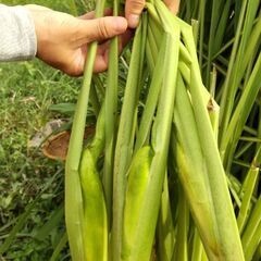 まこもたけ 1キロ 宝塚西谷産