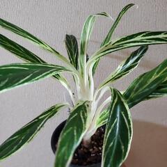 アグラオネマの画像
