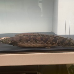 ポリプテルス　　