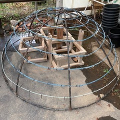 鑑賞用菊の鉢、その他の画像