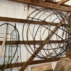 鑑賞用菊の鉢、その他の画像