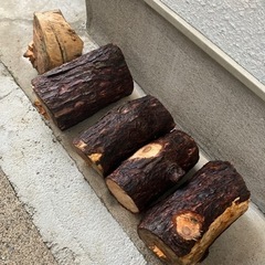 松の幹 8月伐採 薪などにどうぞ  の画像