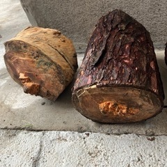 松の幹 8月伐採 薪などにどうぞ  の画像