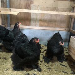 ニワトリ　あげます　ブラックブラマ種メス　3羽