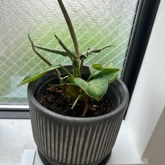 観葉植物の画像