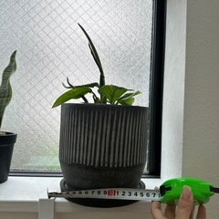 観葉植物の画像