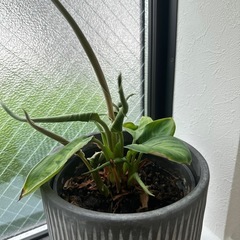 観葉植物の画像
