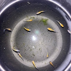 【売り切れ】✨メダカ　ユリシス幼魚10匹+α✨ 