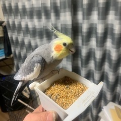オカメインコ、コザクラインコ、セキセイインコ(お話中)