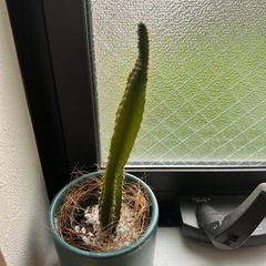 ミニサボテンの画像