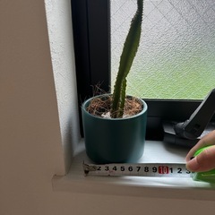 ミニサボテンの画像
